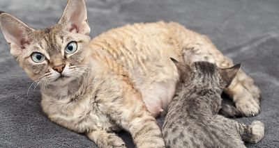 Study explores feline dystocia in emergency practice